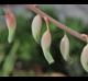 Gasteria  baylissiana